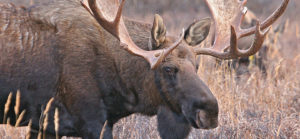 A moose seen in profile.